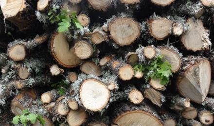 Piled wood