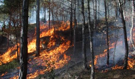 Forest fire